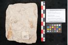 Foto (Objekt + Etikett) von Podocarpus hochstetteri Ettingshausen (NHMW-GEO-2024-0188-10115)